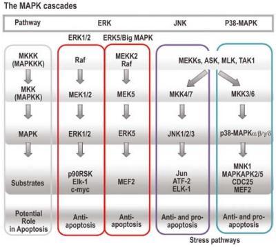 Elion, 2005) Εικόνα 14: Σ ζ ω ά ω