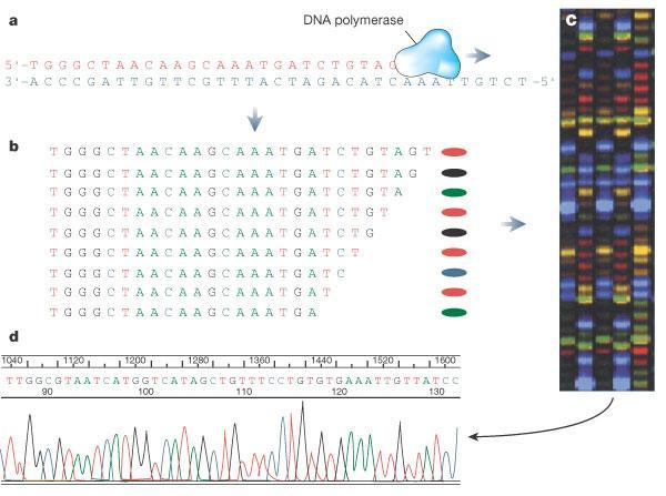 Εικόνα 23: Σ ά sequencing ω φ. Η DΝΑ ά ω DΝΑ θ ω DNA ( ). Ό DNA ά ω ddntp, ύ θ ζ. Π ύ θ ω DΝΑ ω φ, θ ω φ. Τ φ ζ ύ φ, άθ βά ω ύ φ φ (Chial, 2008)