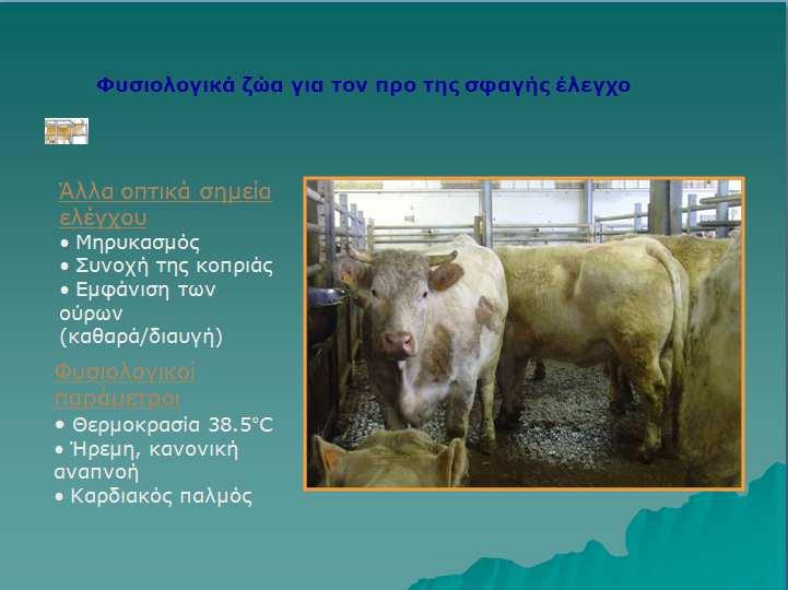 Για να είναι σε θέση ο ΕΚ να εκτελέσει ικανοποιητικά τις επιθεωρήσεις πριν από τη σφαγή πρέπει να υπάρχει: επαρκής φωτισµός επαρκής χώρος εύκολη πρόσβαση κατάλληλες χωριστές εγκαταστάσεις για