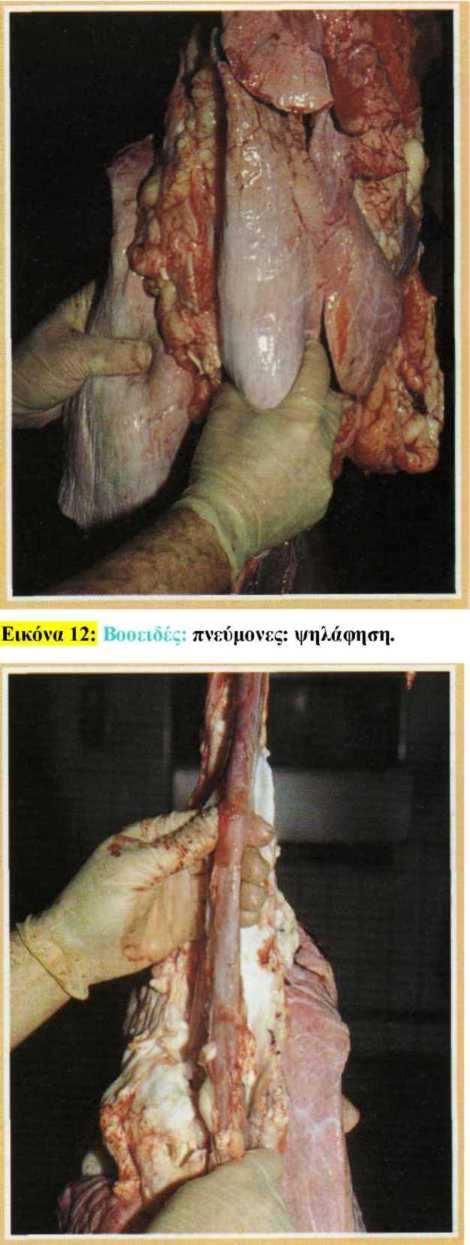 Εικόνα 13: Βοοειδές,