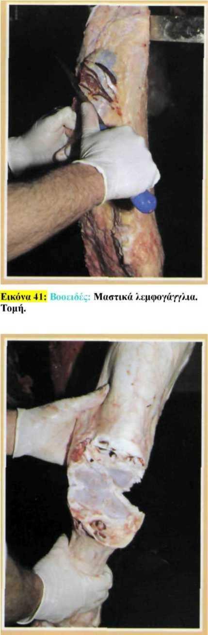 γαλακτοφόρους µαστούς.