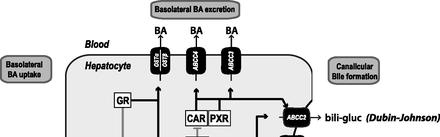 ATP-binding cassette (ABC) transporters