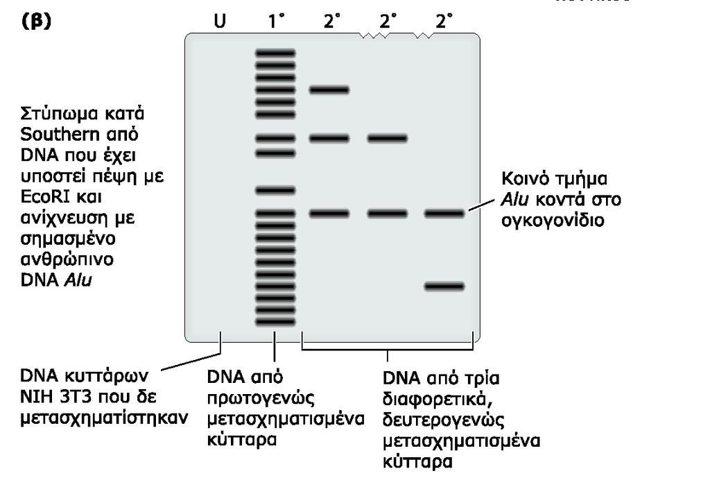 Τα πρότυπα υβριδοποίησης DNA φυσιολογικών κυττάρων ήταν πανομοιότυπα με τα πρότυπα υβριδοποίησης DNA μετασχηματισμένων ινοβλαστών, με μόνη εξαίρεση έναν ιχνηθέτη του ογκογονιδίου ras του ιού του