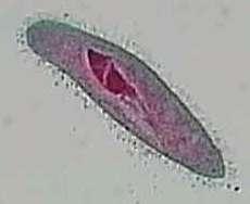 2. Paramecium - Παραμήκιο To Paramecium ζει στο γλυκά νερά και τρέφεται με βακτήρια. To Parameciun» κινείται γρήγορα με βλεφαρίδες που περιβάλλουν το σώμα του.
