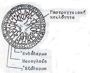 Ύδρα Γενική ονομασία των μοναχικών Υδροζώων τού γλυκού νερού της τάξης ή υπόταξης Γυμνοβλαστικά ή Αθηκωτά που απαντούν μόνον με την μορφή τού πολύποδα (υδροπολύποδες).