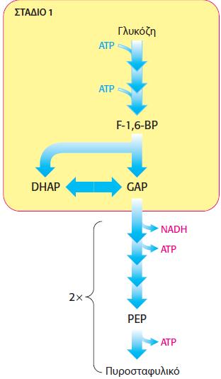 16.1 Η γλυκόλυση είναι μια πορεία μετατροπής ενέργειας Στο στάδιο 2 συλλέγεται ΑΤΡ όταν τα τμήματα
