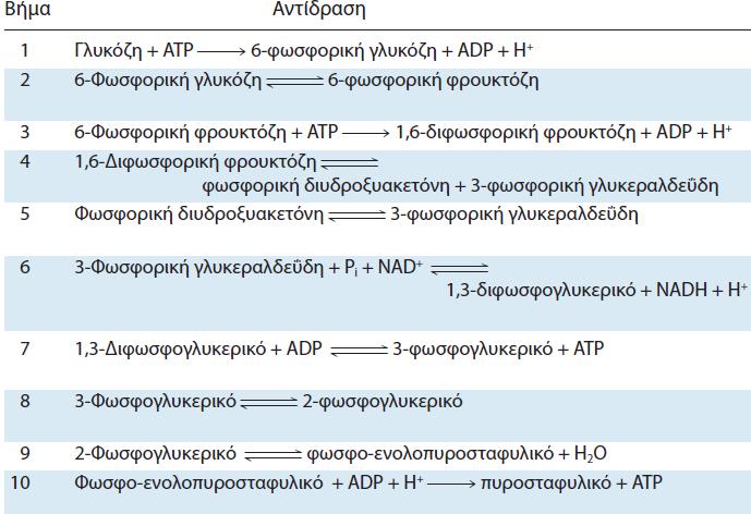 H συνολική αντίδραση κατά της γλυκόλυσης είναι: Γλυκόζη + 2 Pi + 2