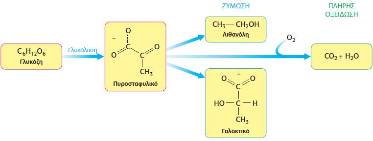 ΖΥΜΩΣΗ: αναφέρεται στην αναερόβια αποδόμηση της γλυκόζης ή άλλων οργανικών θρεπτικών ουσιών για παραγωγή γαλακτικό ή αιθανόλη και ΑΤP, Ο πιο αρχέγονος βιοχημικός