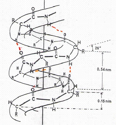1.3.2 ΕΥΤΕΡΟΤΑΓΗΣ ΟΜΗ (secondary structure) Τρισδιάστατος τρόπος διάταξης κατά τον άξονα.