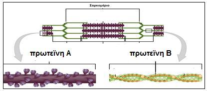 ii. Στη μικροσκοπική κατασκευή των μυϊκών ινών και κατά μήκος του άξονα ενός σαρκομερίου διατάσσονται ινώδεις πρωτεΐνες. Στην εικόνα παρουσιάζεται ένα σαρκομέριο. Να ονομάσετε τις πρωτεΐνες Α και Β.