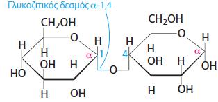 11.2 Οι μονοσακχαρίτες συνδέονται μεταξύ τους για να σχηματίσουν πολύπλοκους υδατάνθρακες Η Μαλτόζη είναι ένας
