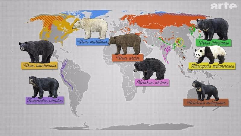 (σελ. 30) Η αρκούδα στον κόσμο Οι πρώτες αρκούδες, ή καλύτερα αρκτοειδή, εμφανίστηκαν στη γη εδώ και 25-30 εκατομμύρια χρόνια.