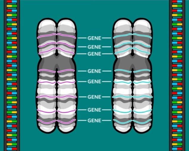 Ο αριθμός των χρωμοσωμάτων είναι χαρακτηριστικός για κάθε είδος οργανισμού, για παράδειγμα στον άνθρωπο κάθε σωματικό κύτταρο έχει 46 χρωμοσώματα τα οποία ανά δύο είναι όμοια δηλ.