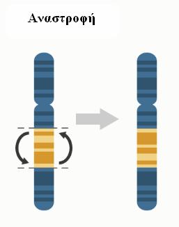 Αναστροφή: ανωμαλία που προκαλείται όταν ένα τμήμα κάποιου χρωμοσώματος βρίσκεται με αντίθετο προσανατολισμό (ανεστραμμένο).