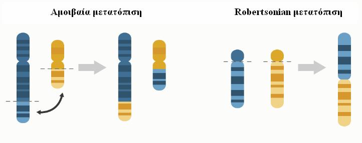 Υπάρχουν δύο βασικοί τύποι: - Η αμοιβαία μετατόπιση: όταν ανταλλάσσονται τμήματα από δύο διαφορετικά χρωμοσώματα - Η Robertsonian