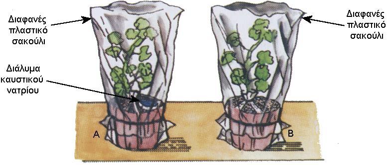 ζ) Ο κύριος Πασχάλης έκανε την εξής προετοιμασία για τη διεξαγωγή ενός πειράματος για τη Φωτοσύνθεση: Πήρε δύο πράσινα, ποτισμένα φυτά γερανιού, Α και Β, τα οποία είχε καλύψει και κλείσει αεροστεγώς
