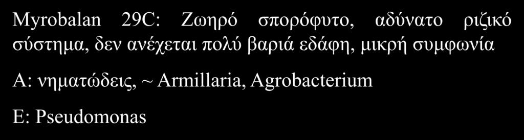 Κλωνικά Υποκείμενα Myrobalan 29C: Ζωηρό σπορόφυτο, αδύνατο ριζικό σύστημα, δεν ανέχεται πολύ βαριά εδάφη,