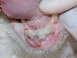 όταν με τη διάσπαση συνυπάρχει απώλεια οστού στην περιοχή της γενειακής σύμφυσης ή κινητικότητα δοντιών, μπορεί να χρησιμοποιηθεί μεταλλικό ράμμα σε σχήμα 8 γύρω από τους κυνόδοντες της κάτω γνάθου,