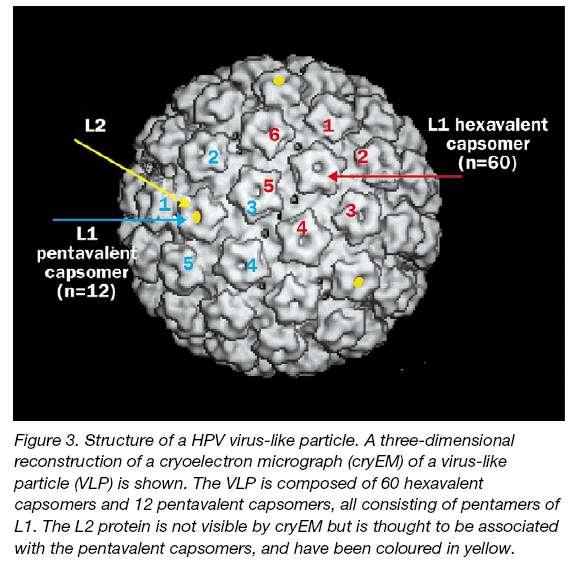 ηόο ησλ ζεισκάησλ ηνπ αλζξώπνπ (Human Papillomavirus) Non enveloped virions consists of 72-capsomere capsid (outer coat) containing the double stranded circular DNA genome major, L1 (80%), &