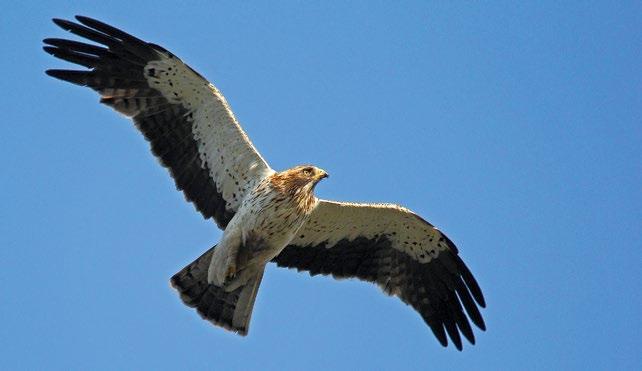 Πάνος Περαντωνάκης Γερακαετός Aquila pennata 22 Λευτέρης Σταύρακας Ελληνική Ορνιθολογική Εταιρεία Ορνιθοτουρισμός: ένας δυναμικός τομέας των εναλλακτικών μορφών τουρισμού Τα οικονομικά οφέλη του