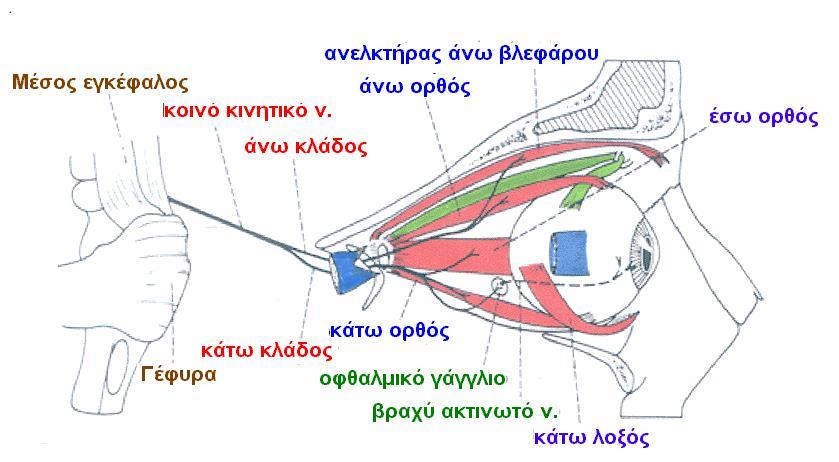 Προς τα άνω και έξω Προς τα κάτω Προς τα άνω Προς τα έσω Νεύρωση σφιγκτήρα