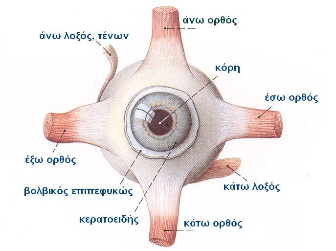 ΔΕΞΙΟΣ ΒΟΛΒΟΣ