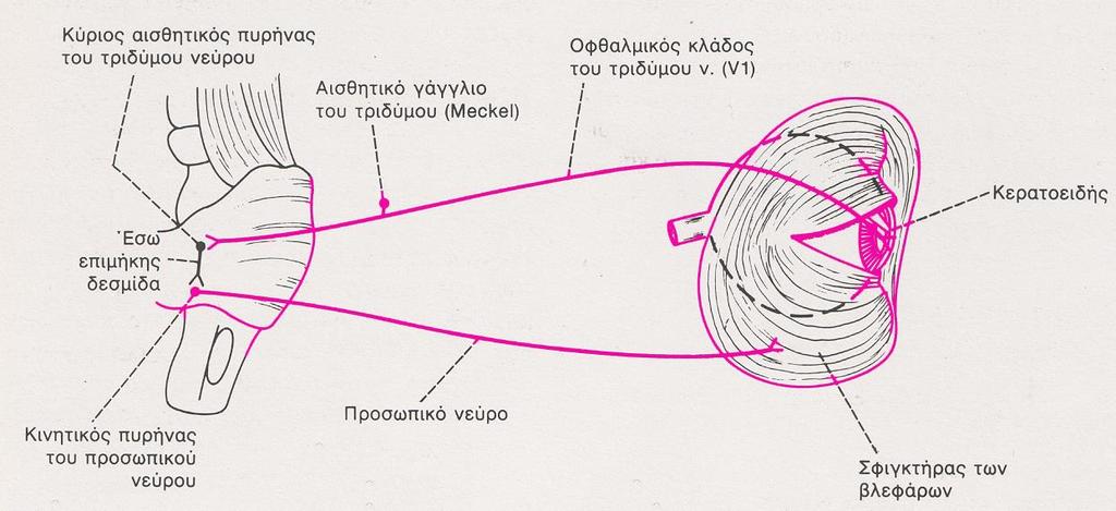 Αντανακλαστικό