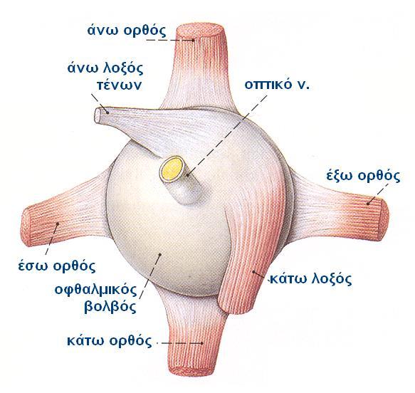 ΔΕΞΙΟΣ ΒΟΛΒΟΣ