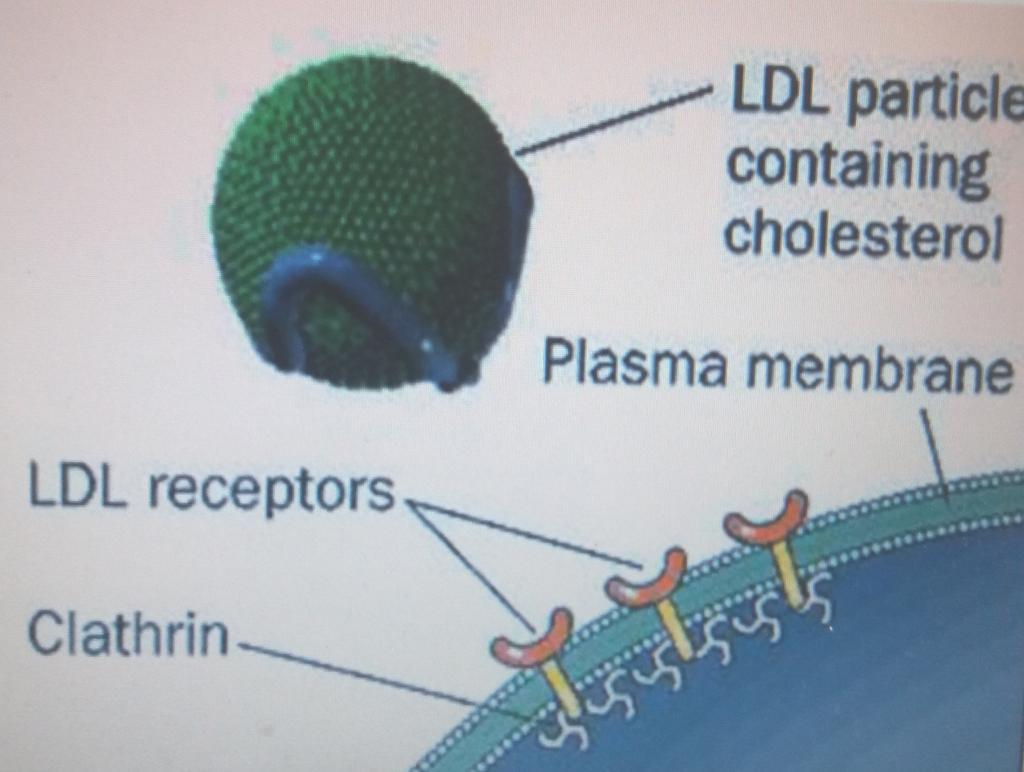 LDL ΧΟΛΗΣΤΕΡΟΛΗ ΚΥΤΤΑΡΙΚΗ