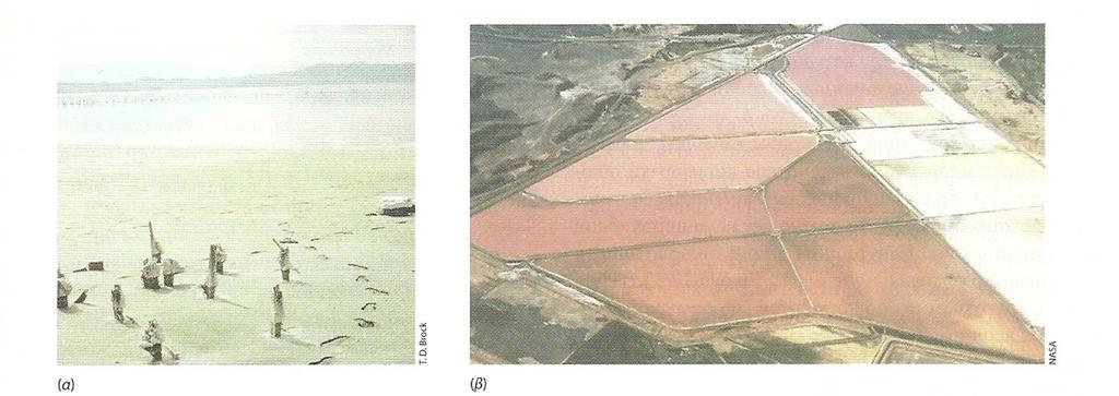Σχ.251. Eνδιαιτήματα αλόφιλων αρχαίων. (α) Μεγάλη Αλμυρή Λίμνη (Utah, HΠΑ).