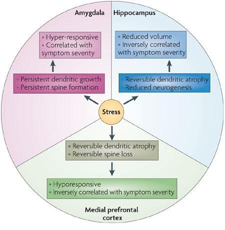 Χρόνιο στρες και μνήμη Αμυγδαλή: Αυξημένη Συναισθηματική Μνήμη-PTSD