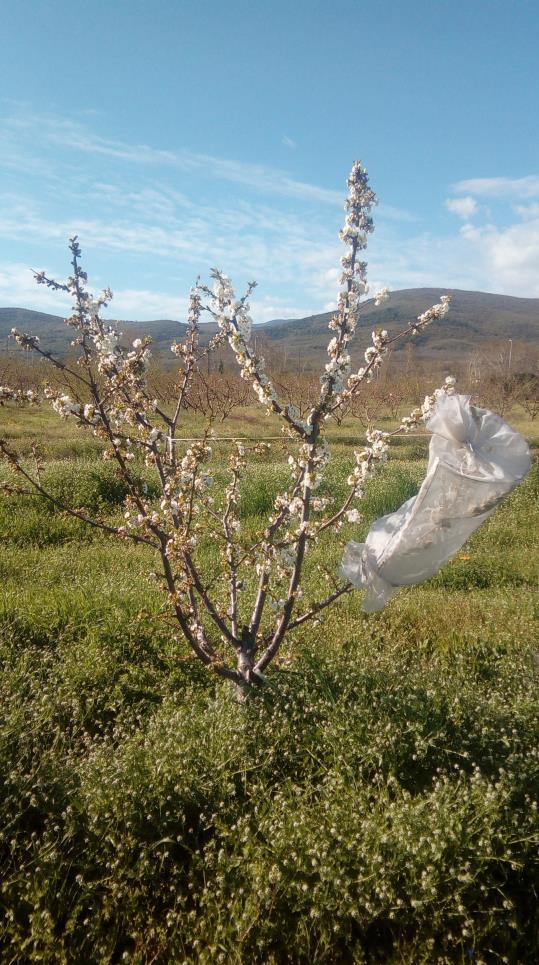 Φωτογραφίες 3 και 4. Έλεγχος της αυτογόνιμης ιδιότητας επί του αγρού το 2018, με εγκλωβισμό κλάδων της ποικιλίας Lala Star και αποτελέσματα καρπόδεσης της ίδιας ποικιλίας.