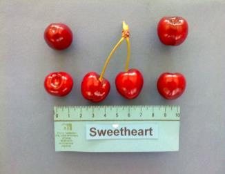 SWEETHEART Συνώνυμα: Sumtare, Sweet Heart, 13 S 22-8 (πειραματική ονομασία). Καταγωγή και εξάπλωση: Δημιουργήθηκε το 1975 από τους K.O. Lapins και D.W. Lane στο Agricultural Research Station του Summerland του Καναδά και κατοχυρώθηκε το 1992 με δικαιοπάροχο το IPS.