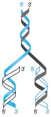 Αντιγραφή DNA Η αντιγραφή του DNA είναι ημισυντηρητική.