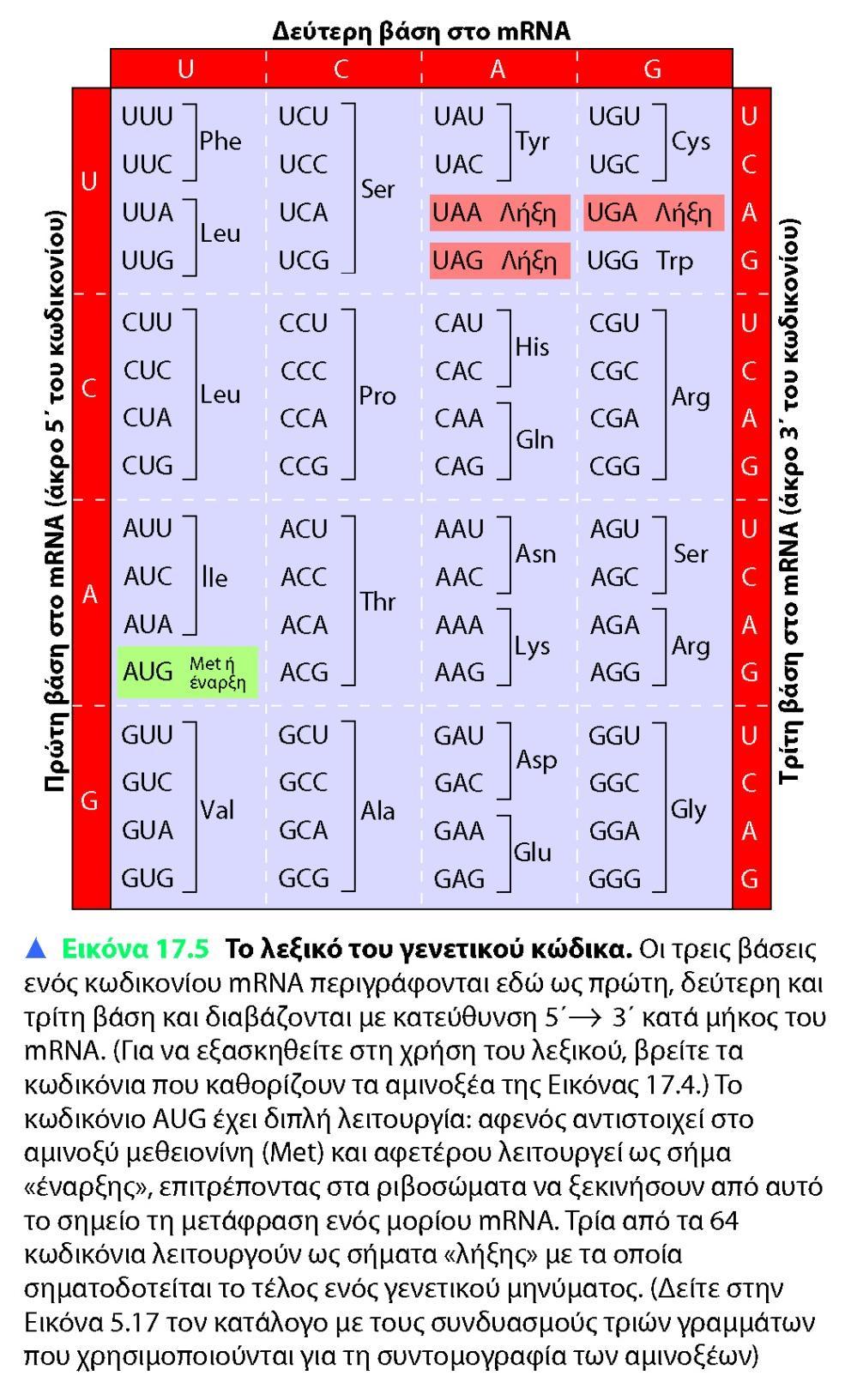 Ο γενετικός κώδικας αποτελείται από 64 τριπλέτες βάσεων (3 νουκλεοτίδια η κάθε τριπλετα) Κάθε τριπλέτα βάσεων