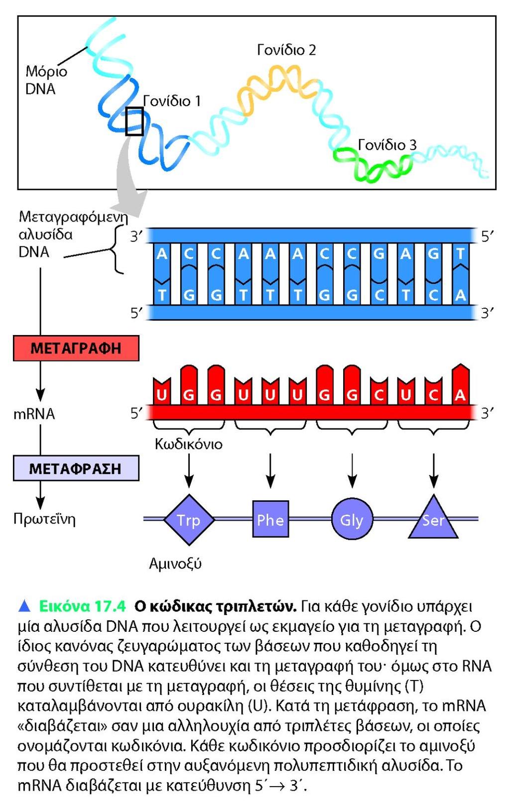 Ο κώδικας τριπλετών: Κατά την μετάφραση, το mrna διαβάζεται σαν μία αλληλουχία από τριπλέτες βάσεων