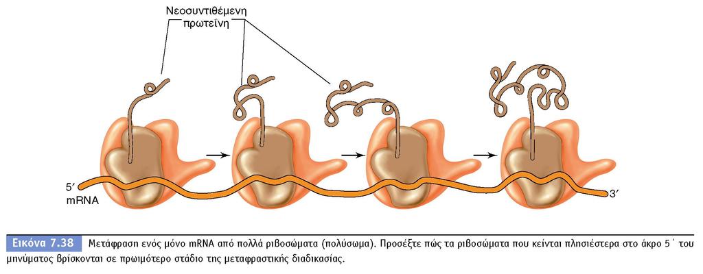 BIOΛOΓIA TΩN MIKPOOPΓANIΣMΩN ΠANEΠIΣTHMIAKEΣ EKΔOΣEIΣ KPHTHΣ Ένα