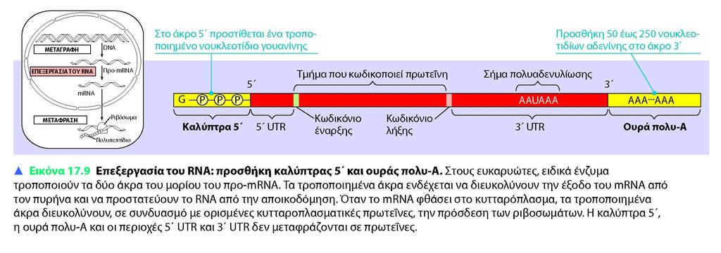 Στα ευκαρυωτικά κύτταρα, το μόριο που προκύπτει από τη μεταγραφή του γονιδίου ονομάζεται προmrna (πρωτογενές μετάγραφο) Το προ-mrna