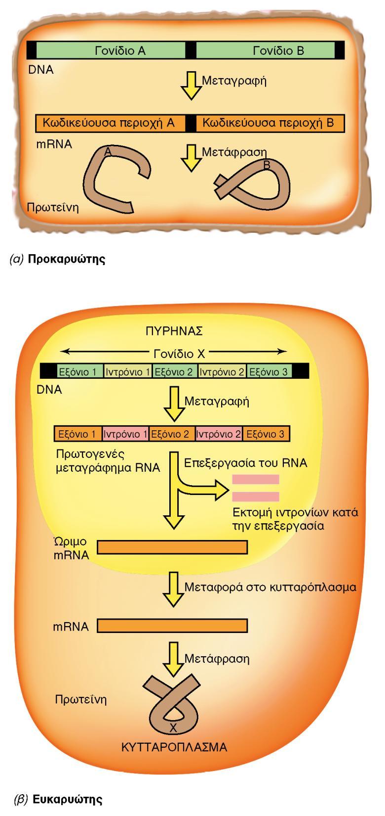 BIOΛOΓIA TΩN