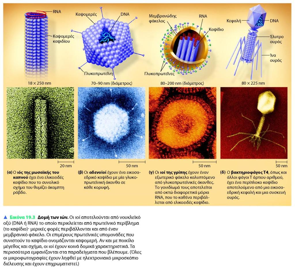 Οι ιοί αποτελούνται από νουκλεικό οξύ (DNA ή RNA) το