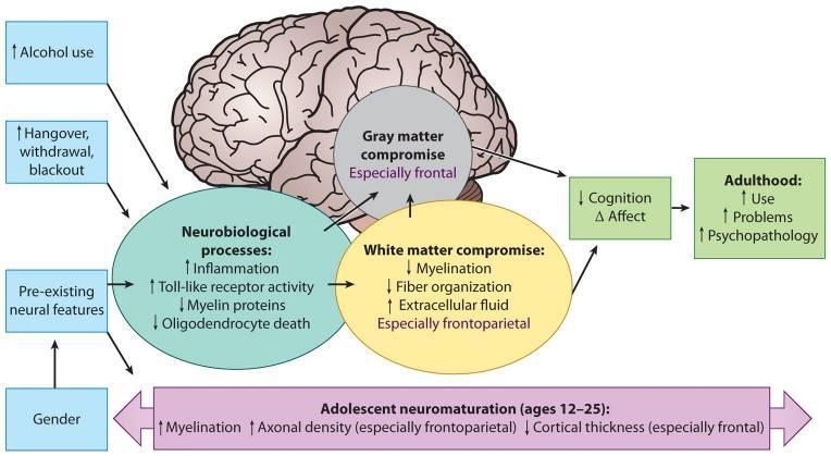 Νευροβιολογικές επιπτώσεις χρήσης αλκοόλ Χρήση αλκοόλ Hangover Στέρηση λιποθυμία Προϋπάρχον νευρωνικό υπόβαθρο Νευροβιολογικές διαδικασίες φλεγμονής μυελίνης νευρογένεσης/γλοίας βλάβη φαιάς ουσίας