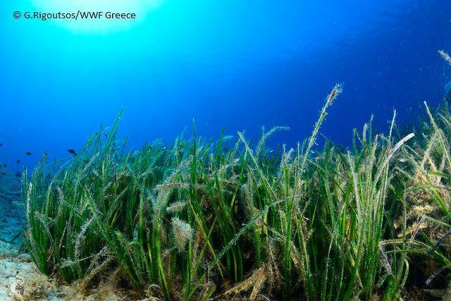 Εκτάσεις θαλάσσιας βλάστησης με Posidonia (Posidonion oceanicae) (1120*) 8 IUCN: Μειωμένου ενδιαφέροντος (LC) Εξάπλωση Η Ποσειδωνία (Posidonia oceanica) είναι ένα είδος το οποίο απαντάται