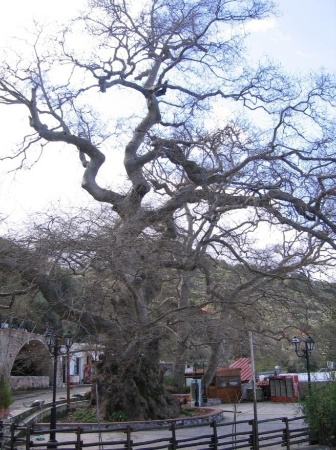 Το παρόν - Ενέργειες που γίνονται Π.Δ. χαρακτηρισμού αιωνόβιου δέντρου ως Διατηρητέου Μνημείου της Φύσης Εκπόνηση και υποβολή Ειδικής Περιβαλλοντικής Μελέτης (ΕΠΜ) για τον αιωνόβιο πλάτανο Δ.Δ. Κρασίου (2007).