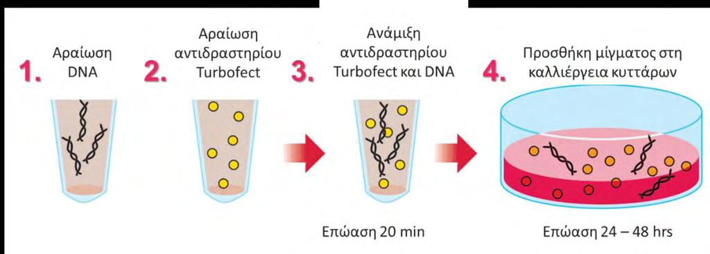 Υλικά & Μέθοδοι πριν την ανακαλλιέγεια, τοποθετήθηκαν στρογγυλές καλυπτρίδες για καλύτερη προσκόλληση των κυττάρων. Τα κύτταρα επωάστηκαν ολονύκυτια σε πλήρες θρεπτικό μέσο DMEM, απουσία pen/strep.