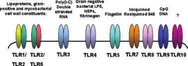 Αλληλεπιδράσεις βακτηρίων και ανοσιακού συστήματος TLR TLR1 TLR2 TLR4 TLR5 TLR7 TLR9 Κυριότεροι αγωνιστές Κυτταρικό τοίχωμα Neisseria meningitis LPS, LTA