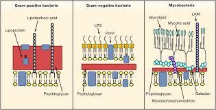 Αλληλεπιδράσεις βακτηρίων και ανοσιακού συστήματος Οι ουσίες των βακτηριακών κυττάρων που διεγείρουν τα κύτταρα της μη ειδικής ανοσίας είναι ουσίες του κυτταρικού τοιχώματος Gram (-) ενδοτοξίνες