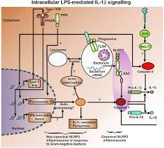 Αλληλεπιδράσεις βακτηρίων και ανοσιακού συστήματος Αφού απελευθερωθούν από το βακτηριακό κύτταρο οι LPS συνδέονται με υποδοχείς: - πρωτεΐνη δέσμευσης ενδοτοξινών (LBP: LPS Binding Protein) -