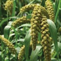 ΑΝΟΙΞΙΑΤΙΚΑ ΠΕΝΝΙΖΕΤΟ (PENNISETUM GLAUCUM) ΚΑΛΑΜΠΟΚΙ Μικρός βιολογικός κύκλος (60 ημερών) Ποικιλία που προέρχεται από την υποτροπική ζώνη με μεγάλη ανθεκτικότητα στην ξηρασία Μεγάλη