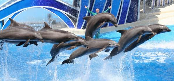 SEAWORLD PARKS ΥΔΑΤΙΝΟΣ ΚΟΣΜΟΣ Έναρξη: - Συγκεντρώνοντας τόσα συναρπαστικά στοιχεία από τον πλανήτη που όλοι μοιραζόμαστε, στο Seaworld προσφέρουν μια ποικιλία εμπειριών που δεν είναι διαθέσιμες