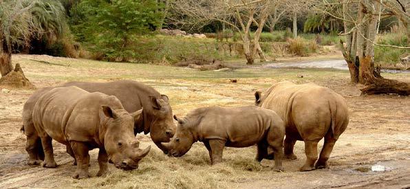 WILD LIFE PARK SAFARI ΠΑΡΚΟ ΑΓΡΙΑΣ ΖΩΗΣ ΤΟΥ ΟΡΛΑΝΤΟ Έναρξη: 09:00 Διάρκεια: 9 ώρες Συμμετάσχετε στη διασκέδαση στο μοναδικό πάρκο άγριων ζώων του Ορλάντο!